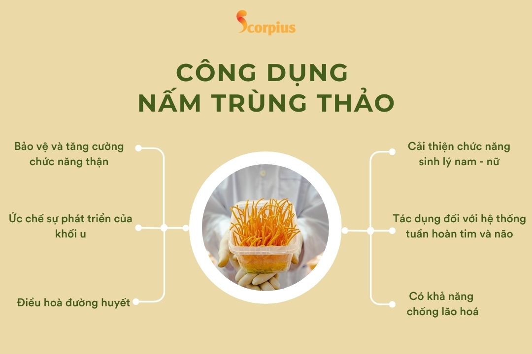 nấm trùng thảo công dụng