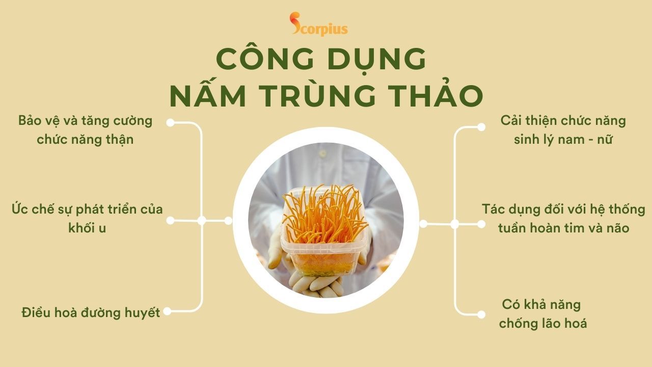 nấm trùng thảo công dụng